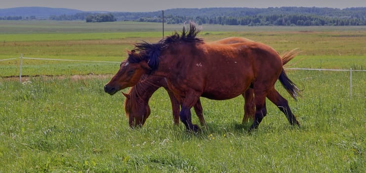 A beautiful brown horse grazes on a flowering sunny meadow in a field along with a herd of horses. Purebred mare on pasture in summer. Landscape, wallpaper.