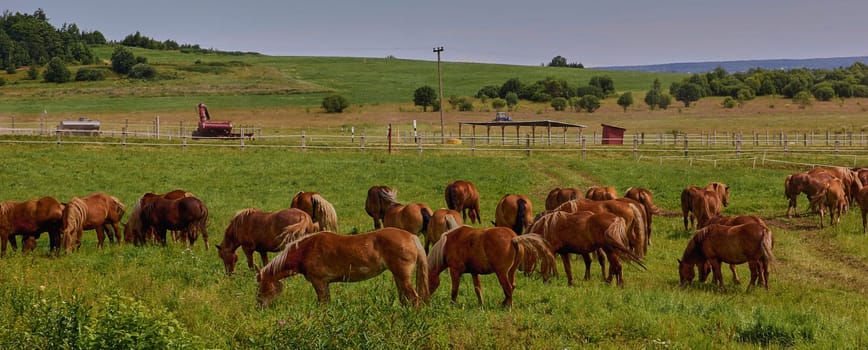 A beautiful brown horse grazes on a flowering sunny meadow in a field along with a herd of horses. Purebred mare on pasture in summer. Landscape, wallpaper.