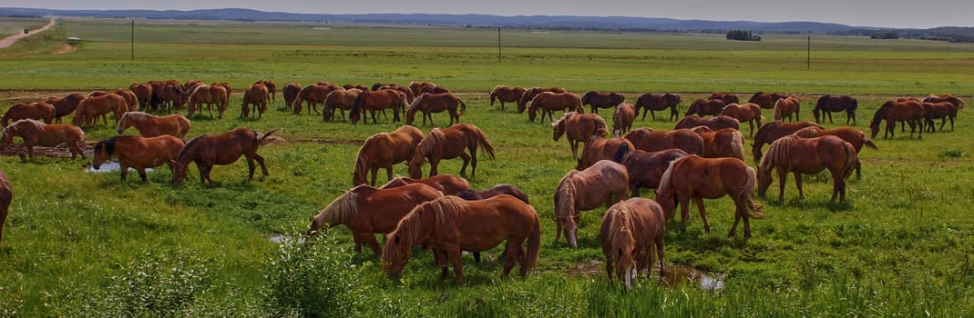 A beautiful brown horse grazes on a flowering sunny meadow in a field along with a herd of horses. Purebred mare on pasture in summer. Landscape, wallpaper.