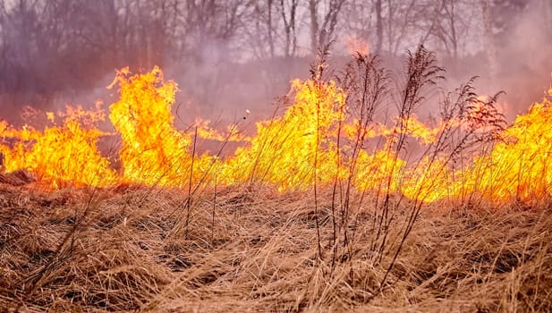 Burning old dry grass in garden. Flaming dry grass on a field. Forest fire. Stubble field is burned by farmer. Fire in the Field.