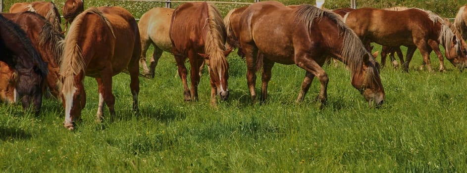 A beautiful brown horse grazes on a flowering sunny meadow in a field along with a herd of horses. Purebred mare on pasture in summer. Landscape, wallpaper.