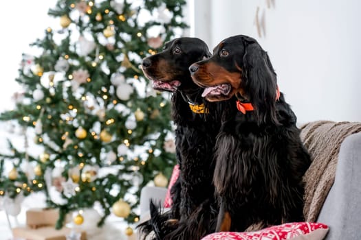 Two setter dogs in Christmas time sitting on sofa with festives tree and lights on background in New Year time at home. Doggy pets in Xmas holidays together