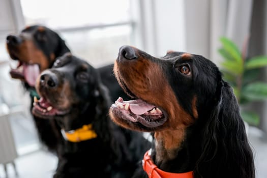 Three setter dogs sitting with mouth open and tonque out at home and looking back. Doggy pets indoors at room with daylight