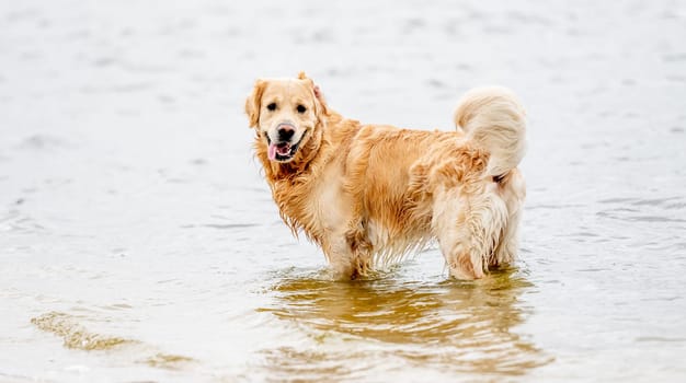 Beautiful golden retriever dog playing on the beach and looking into the camera