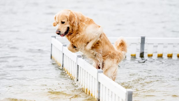 Beautiful golden retriever dog jumping over the barrier in the water on the beach