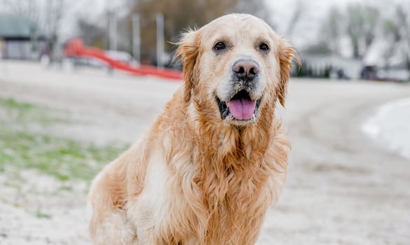 Portrait of adorable dog golden retriever breed outdoors