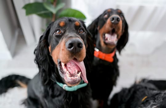 Two setter dogs sitting with mouth open and tonque out at home and looking at camera. Doggy pets indoors at room with daylight