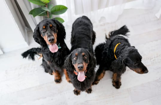 Three setter dogs sitting on floor and looking at camera. Doggy pets indoors at room with daylight