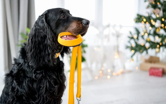 Setter dog holding yellow leash in its mouth at home with Christmas tree and lights on background. Cute doggy pet indoor in New Year time in light room
