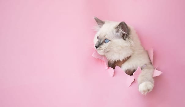 Ragdoll kitten cat crawl through a hole in pink paper portrait. Adorable feline kitty pet with ragged background