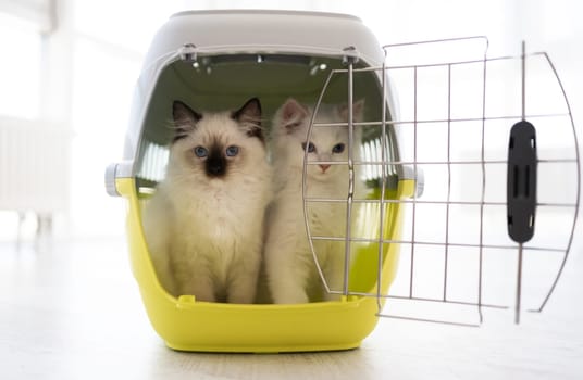 Two ragdoll kittens sitting in cat carrier with door open and looking out. Purebred kitty pets in transportation box together