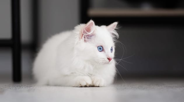 White ragdoll kitten lying on floor at home and looking back. Fluffy domestic feline pet cat with beautiful blue eyes