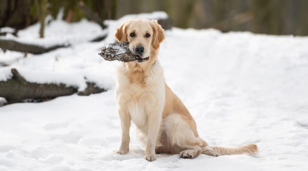 Golden retriever dogsitting on the snow and holding forest snag in its teeth during winter walk