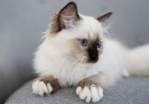 Adorable ragdoll kitten lying on sofa at home and looking back. Fluffy domestic purebred feline pet cat with beautiful blue eyes resting in room with couch