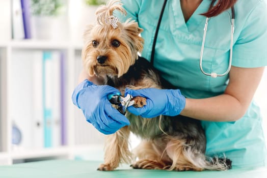 Yorkshire terrier claws cutted with clippers by vet during appointment in veterinary clinic