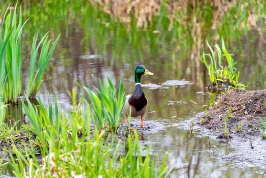 Young green head duck is stepping out of the water.