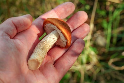 Man hand holding freshly harvested red-capped scaber stalk (Leccinum aurantiacum) in hand, sun shining over forest grass background.