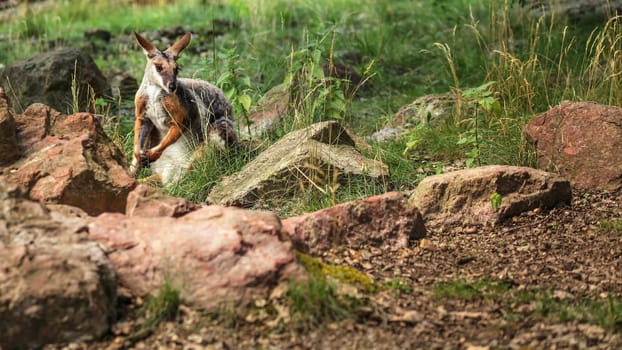 Yellow-footed rock-wallaby kangaroo ( Petrogale xanthopus ) hiding in grass and rocks