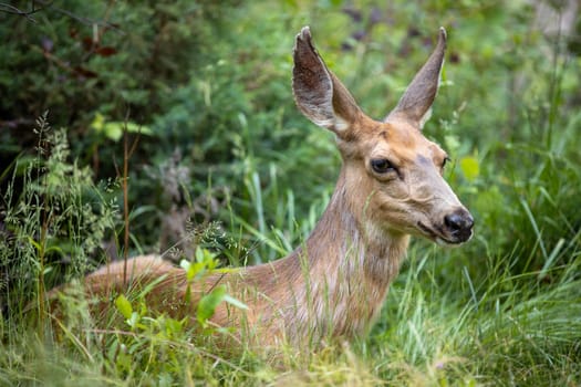 doe mule deer trying to rest on the grass