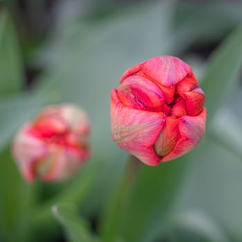 red tulip bud close-up on a beautiful background. photo beautiful