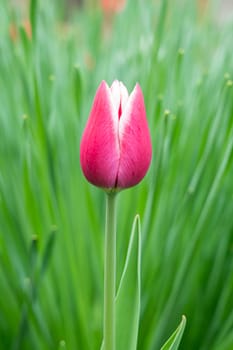 red tulip bud close-up on a beautiful background. photo beautiful