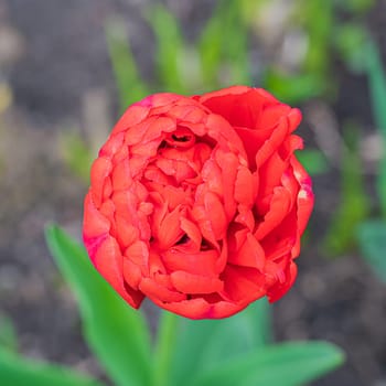 red tulip bud close-up on a beautiful background. photo beautiful