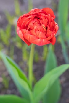 red tulip bud close-up on a beautiful background. photo beautiful