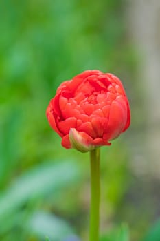 red tulip bud close-up on a beautiful background. photo beautiful