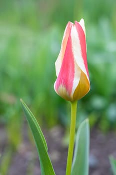 red tulip bud close-up on a beautiful background. photo beautiful