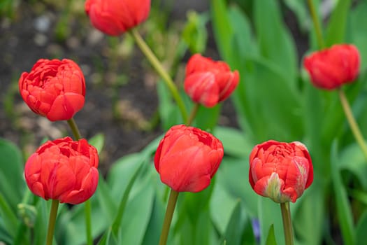 red tulip bud close-up on a beautiful background. photo beautiful