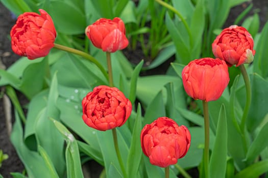 red tulip bud close-up on a beautiful background. photo beautiful