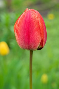 red tulip bud close-up on a beautiful background. photo beautiful