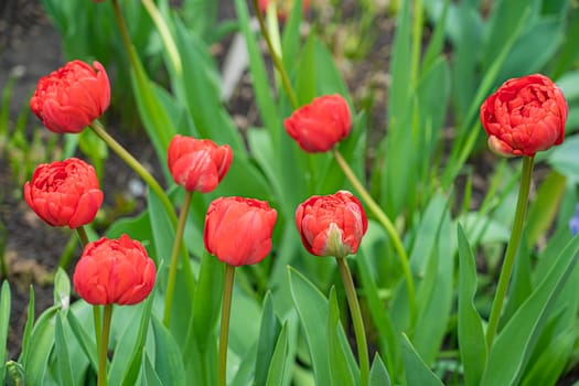 red tulip bud close-up on a beautiful background. photo beautiful