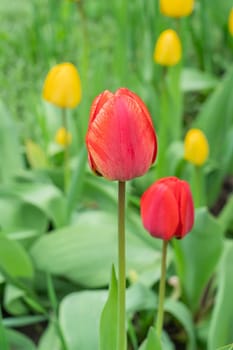 red tulip bud close-up on a beautiful background. photo beautiful