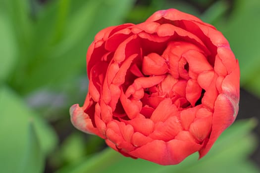 red tulip bud close-up on a beautiful background. photo beautiful