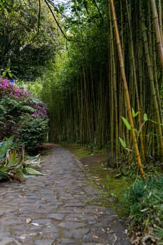 A winding pathway lined with lush greenery leads up to a bamboo forest, where bright blooming shrubs dot the picturesque landscape