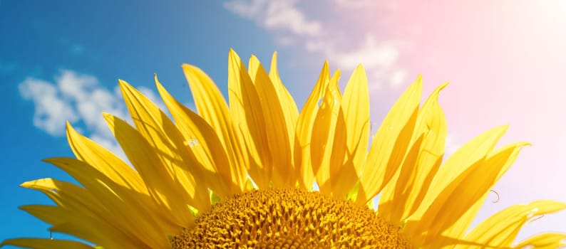 Half of a sunflower flower against a blue sky. The sun shines through the yellow petals. Agricultural cultivation of sunflower for cooking oil