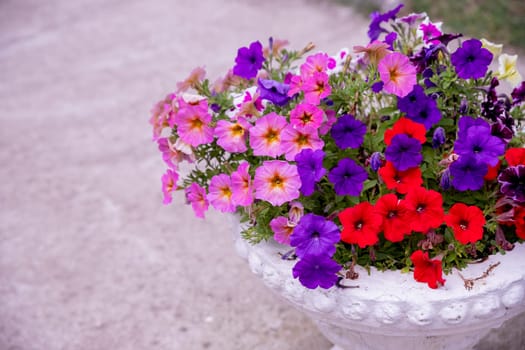 flower arrangement of burgundy petunias with black veins, white verbena and yellow calibrachoa in a coconut basket