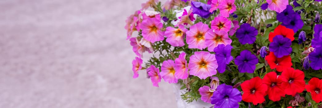 flower arrangement of burgundy petunias with black veins, white verbena and yellow calibrachoa in a coconut basket