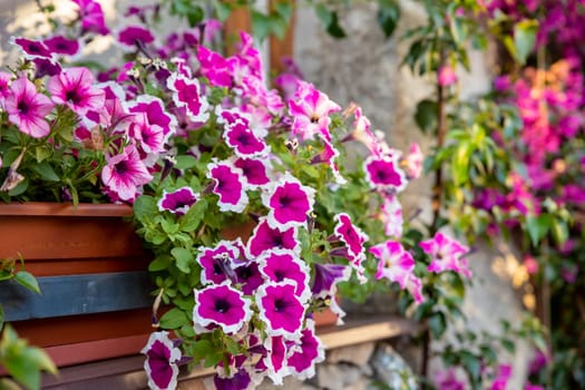 flower arrangement of burgundy petunias with black veins, white verbena and yellow calibrachoa in a coconut basket