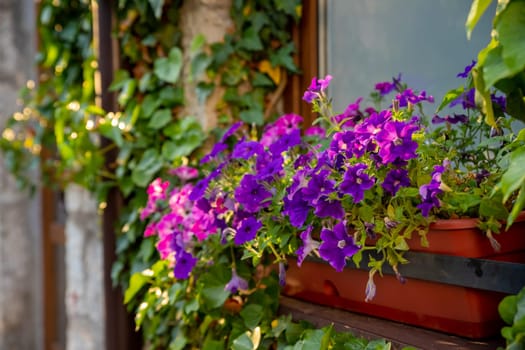 flower arrangement of burgundy petunias with black veins, white verbena and yellow calibrachoa in a coconut basket