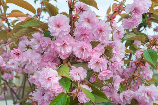 pink blossoming sakura branches large texture as background. photo