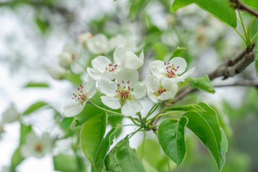 Blooming cherry branches close-up on a beautiful background. photo