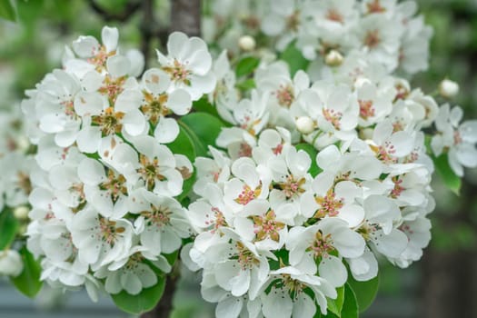 Blooming pear branches close-up on a beautiful background. photo