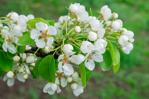 Blooming pear branches close-up on a beautiful background. photo