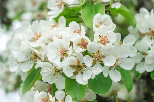 Blooming pear branches close-up on a beautiful background. photo