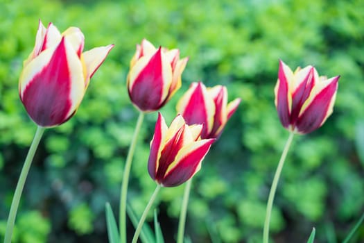 Red tulips close-up on a beautiful background. photo