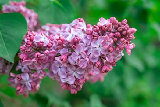 a blooming branch of lilac is large isolated on the background. photo