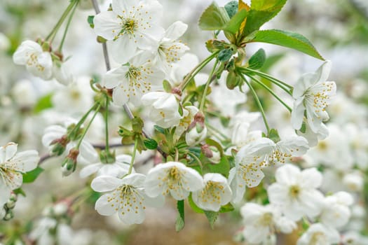 Blooming cherry branches close-up on a beautiful background. photo