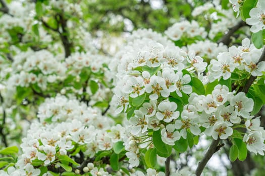 Blooming pear branches close-up on a beautiful background. photo